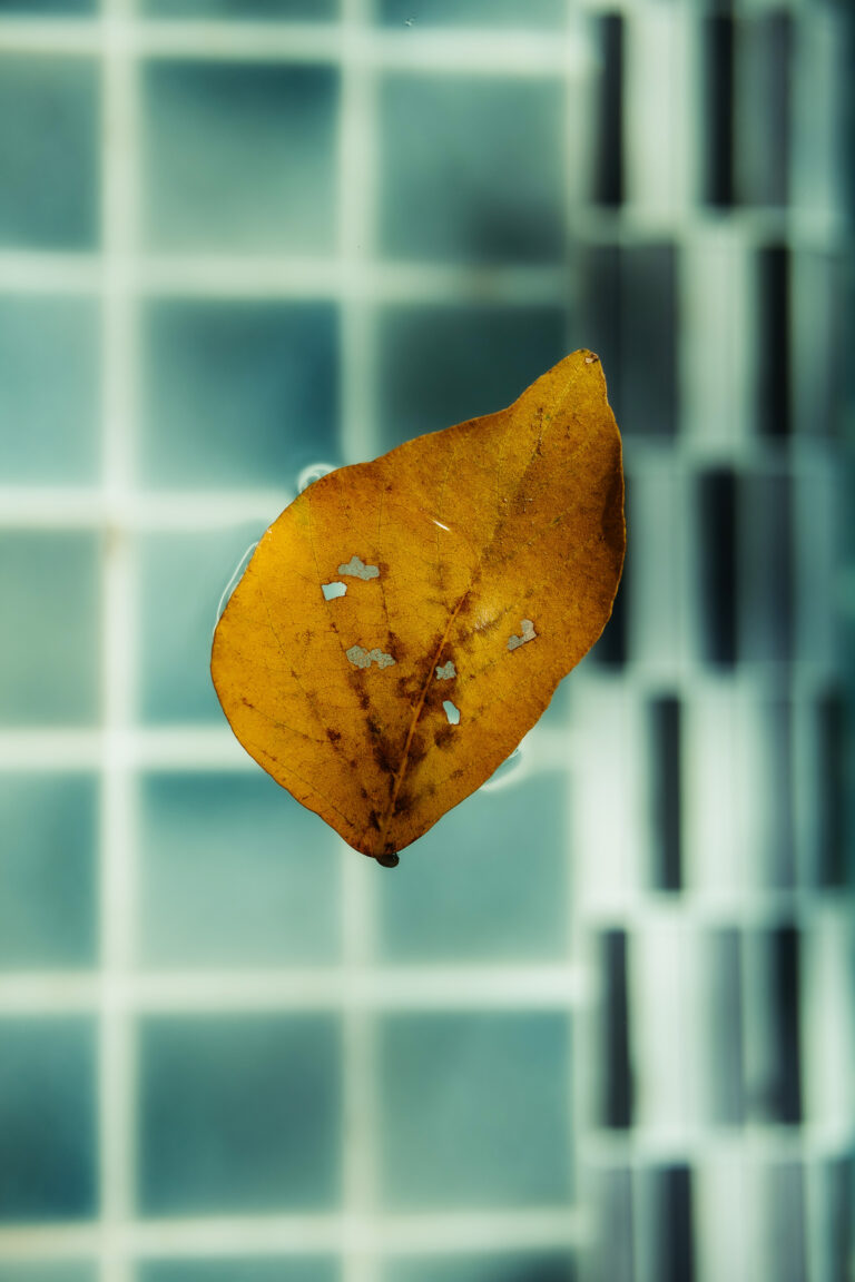 An artistic photo of a fallen autumn leaf on the blue tile grid of the swimming pool at Athena Hotel Pakse.