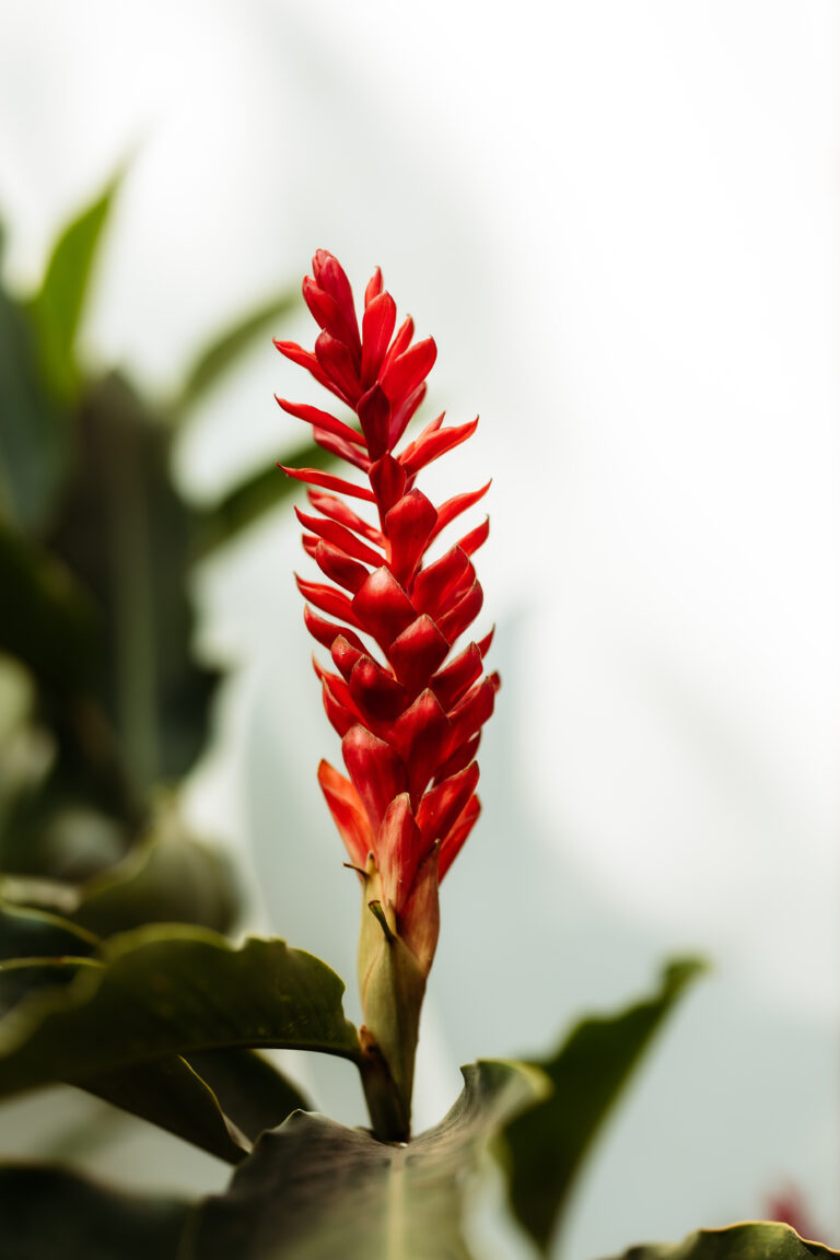 A beautiful Red Ginger flower, a type of tropical plant found in the gardens of Athena Hotel Pakse.