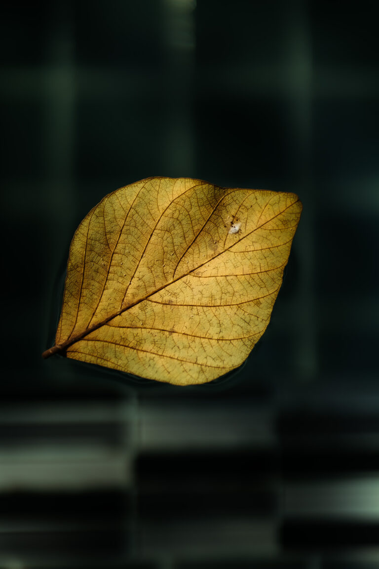 An artistic macro photo of a dry leaf, reflecting the natural and tranquil design elements of Athena Hotel Pakse.