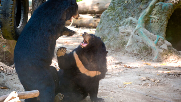 Kuang Si Waterfalls & Bear Sanctuary