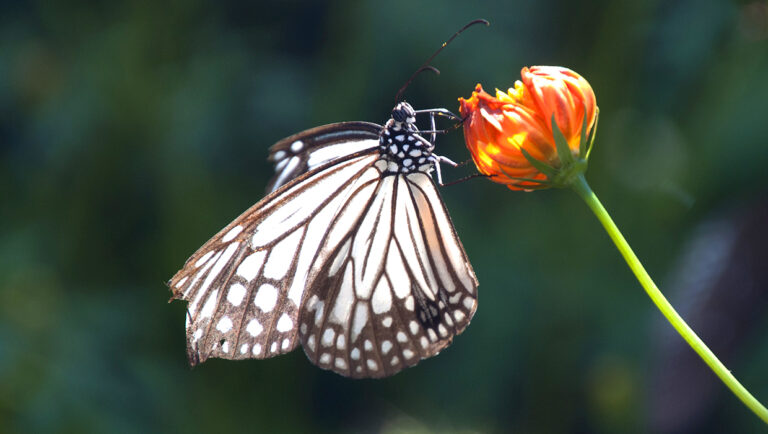 Kuang si butterfly park