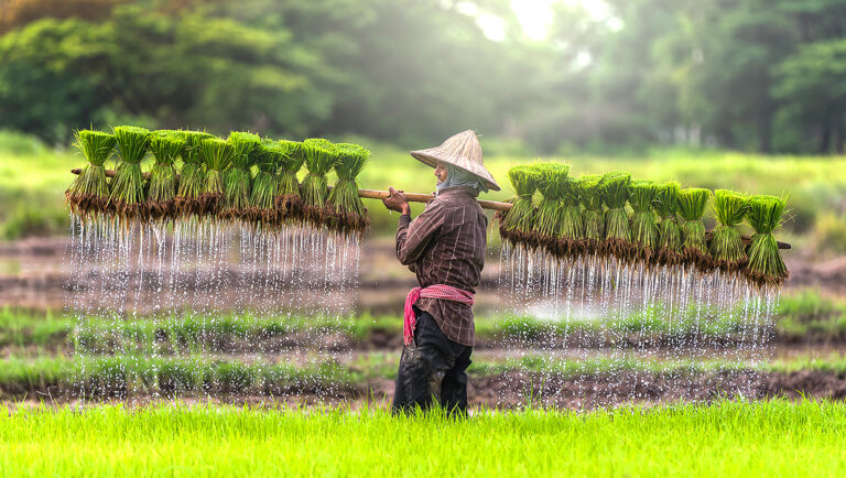 Rice Experience